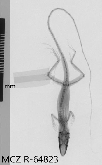 Media type: image;   Herpetology R-64823 Aspect: dorsoventral x-ray